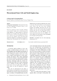 Mesenchymal Stem Cells and Tooth Engineering Peng Et Al