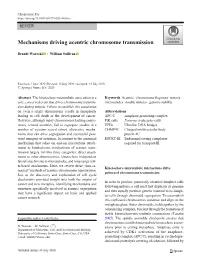 A Acentric Fragment Linear One Telomere Radiation One Broken End Endonuclease Break-Inducing Mutagen