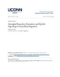 Astroglial Boundary Formation and Epha4 Signaling in Neuroblast Migration Nicholas B