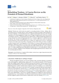 Rebuilding Tendons: a Concise Review on the Potential of Dermal Fibroblasts