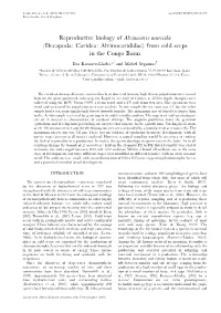 Decapoda: Caridea: Alvinocarididae) from Cold Seeps in the Congo Basin