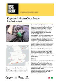 Kugelann's Green Clock Beetle (Poecilus Kugelanni)