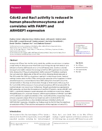 Cdc42 and Rac1 Activity Is Reduced in Human Pheochromocytoma and Correlates with FARP1 and ARHGEF1 Expression