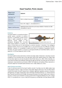 Dwarf Sawfish, Pristis Clavata