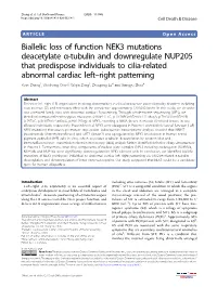 Biallelic Loss of Function NEK3 Mutations Deacetylate Α-Tubulin and Downregulate NUP205 That Predispose Individuals to Cilia-Re