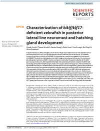 Characterization of Biklf/Klf17-Deficient Zebrafish in Posterior Lateral Line Neuromast and Hatching Gland Development