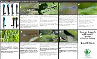 Quick ID Guide Most Common Bluet Found Near Streams