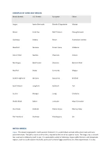 EXAMPLES of SOME BEEF BREEDS British Breeds U.S