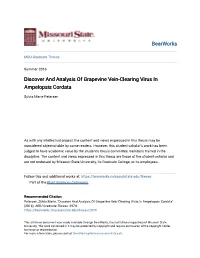 Discover and Analysis of Grapevine Vein-Clearing Virus in Ampelopsis Cordata