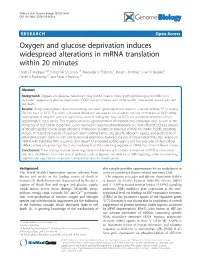 Oxygen and Glucose Deprivation Induces Widespread Alterations In