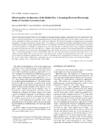 Microvascular Architecture of the Rabbit Eye: a Scanning Electron Microscopic Study of Vascular Corrosion Casts