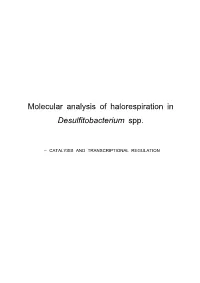 Molecular Analysis of Halorespiration in Desulfitobacterium Spp