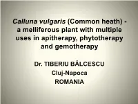 Calluna Vulgaris (Common Heath) - a Melliferous Plant with Multiple Uses in Apitherapy, Phytotherapy and Gemotherapy