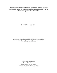 Morphological Structure of Head and Comparison Between Agraulos Longicephalus Hicks, 1872 and A
