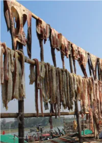 Shark and Ray Products in the Processing Centres Of