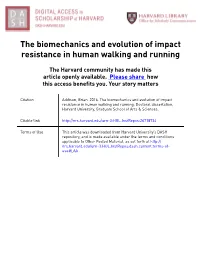 The Biomechanics and Evolution of Impact Resistance in Human Walking and Running