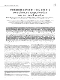 Homeobox Genes D11–D13 and A13 Control Mouse Autopod Cortical