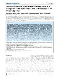 Spatial Distribution of Dominant Arboreal Ants in a Malagasy Coastal Rainforest: Gaps and Presence of an Invasive Species