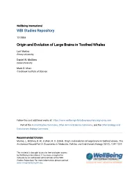 Origin and Evolution of Large Brains in Toothed Whales