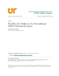 The Effect of L-Proline on Two Recombinant AMPA Glutamate Receptors" (2010)