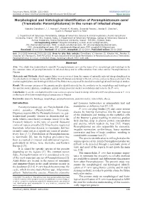 (Trematoda: Paramiphistoma) in the Rumen of Infected Sheep