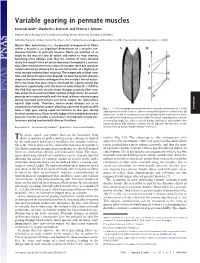 Variable Gearing in Pennate Muscles