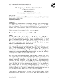 Tragopogon-Pratensis.Pdf