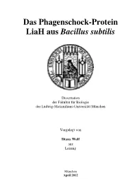 Bacillus Subtilis
