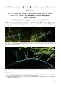 A New Locality and New Colour Variant of the Giant Stick Insect Achrioptera Manga from the Northern Tip of Madagascar (Insecta, Phasmatodea)
