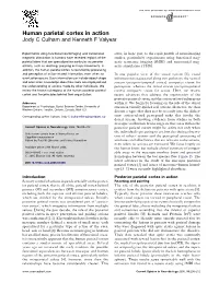 Human Parietal Cortex in Action Jody C Culham and Kenneth F Valyear