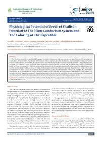 Physiological Potential of Seeds of Fisális in Function of the Plant Conduction System and the Coloring of the Caprubble