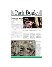 Dances with Cows