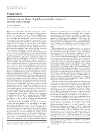 Telomerase Catalysis: a Phylogenetically Conserved Reverse Transcriptase