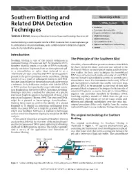 Southern Blotting and Related DNA Detection Techniques