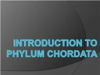 Introduction to Phylum Chordata