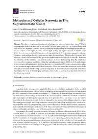 Molecular and Cellular Networks in the Suprachiasmatic Nuclei