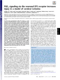 PGE2 Signaling Via the Neuronal EP2 Receptor Increases Injury in a Model of Cerebral Ischemia