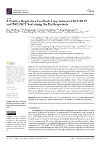 A Positive Regulatory Feedback Loop Between EKLF/KLF1 and TAL1/SCL Sustaining the Erythropoiesis