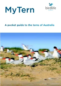 Mytern Booklet