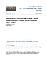 The N-Terminus of the Saccharomyces Cerevisiae G Protein-Coupled Receptor Ste2p: Formation of Dimer Interfaces and Negative Regulation