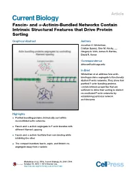 Fascin- and A-Actinin-Bundled Networks Contain Intrinsic Structural Features That Drive Protein Sorting