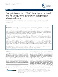 Deregulation of the FOXM1 Target Gene Network and Its Coregulatory