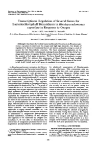 Bacteriochlorophyll Biosynthesis in Rhodopseudomonas Capsulata in Response to Oxygen