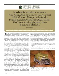 Interfamilial Amplexus Between a Male Polypedates Leucomystax