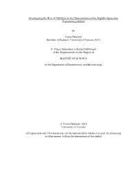 Uvic Thesis Template