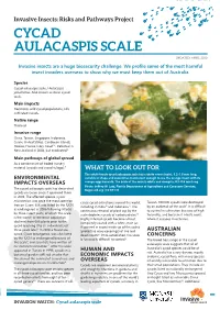 Cycad Aulacaspis Scale