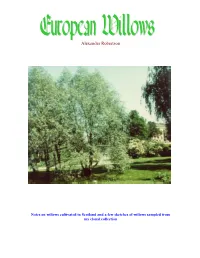Cultivated Willows Would Not Be Appropriate Without Mention of the ‘WEEPING WILLOW’