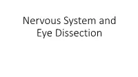 Nervous System and Eye Dissection