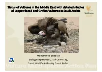 Lappet-Faced Vultures Studies at Mahazat As Syed Protected