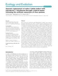 Genomic Replacement of Native Cobitis Lutheri with Introduced C